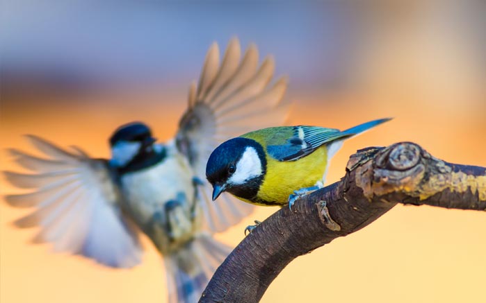 Riserva Naturale Sentina